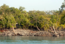 Sundarban Tour Guide: Experience Nature Like Never Before Sundarban tour package