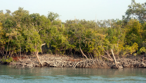 Sundarban tour package Sundarban tour package